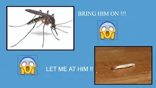 Dustworm stuns Mosquito in an encounter | Insect wars