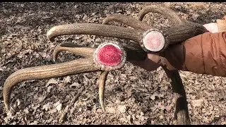 Три рога за один день || Found three red deer antlers in one day