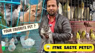 😱 Parade Ki Sabse Sasti Pet Shop | Cats 🐱 Birds 🦜 Under Budget! | Kanpur Ki Best Pet Shop #pets #cat