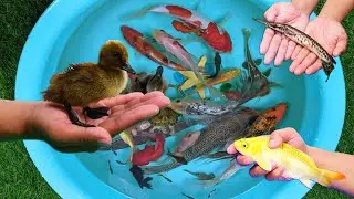Catching Duckling Ping Pong Guppies Goldfish Crocodile Betta Turtle Tattoo Pleco Cute Animals Video