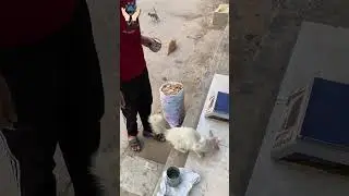 They&rsquo;re Starving&hellip; Let&rsquo;s Feed the Stray Cats Together🐱