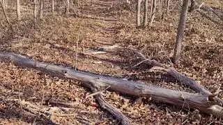 Xtra Bigfootage from the Labrynth Spot