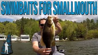 Pre Spawn Smallmouth Bass Fishing with Swimbaits