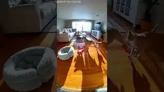Funny Dog Skating Moment Caught on Camera #viral #funny #crazz