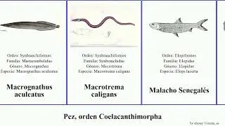 Pez, orden Coelacanthimorpha del mojarra fish eos tau ley plata pacifica banco mexicana spatula