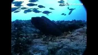 Scuba Diving Trip Guam The Crevice, Guam by Asiatravel.com