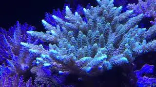 Millipora movement
