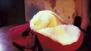 How to Wash a Snoozer Cozy Cave Dog Bed