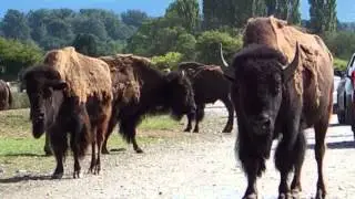 Buffalo Stand their Ground [ HD ]