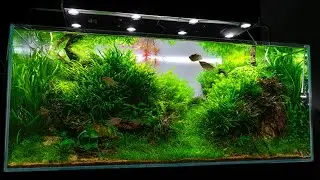 AKWARIUM HIGH TECH 300L - POCZĄTEK KOŃCA CZY NAJLEPSZY MOMENT TEGO ZBIORNIKA?