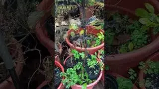 Bigger man, Hexaploide Cannabis Mutation,25, certificaci&oacute;n