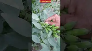Vegetable Garden #flowers #homegarden #homegardeningtips #garden