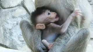 Monkey cry ! very pity poorest baby monkey too thin  mom doesn't have milk enough to support