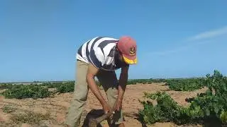 بدأ العنب الزحاف في النضج