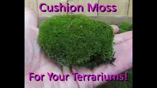 Cushion Moss for your Terrarium! #terrariumlove #terrariumplants