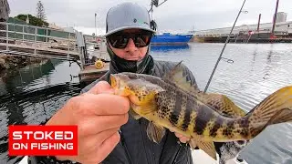 Local SoCal Spotted Bay Bass Fishing | 2020 |