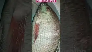 wow! Beautiful! giant Tilapia big fish