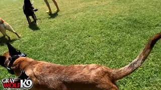 GWK9 Team Training