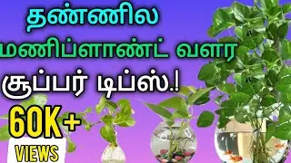 How to grow moneyplant healthily in WATER | Myths and Facts 🪴 #moneyplant #moneyplantinwater #garden