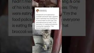 Kitty Bob Reacts to People Stories Online | #stories #cat #shorts