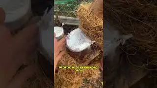 Th&aacute;ng 11 &Acirc;m lịch gh&eacute;p được hay kh&ocirc;ng? #leviet #maivang #maituquy #bonsai #sieubongsaigon