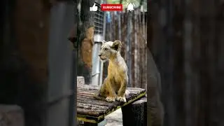 Meravigliosi Animali : Una Esilarante Avventura tra la Bellezza e il Divertimento puro ! 😍😍 # shorts