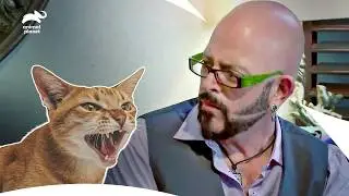 How Jackson Stops These Destructive Cats Behaviors | My Cat From Hell S7 E4, 5, 6 | Animal Planet