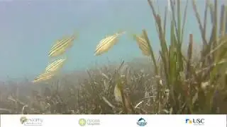 Maroochy River Fish Habitats