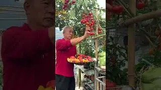 8558 🥥🍈🌺🌹🥦 #organic #farming #vegan #tractors #tractor