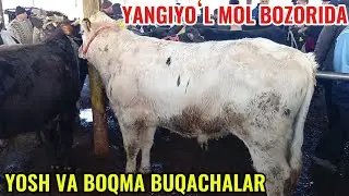 YANGIYOʻL MOL BOZORIDA YOSH VA BOQMA BUQACHALAR NARXLARI 🐂🦬