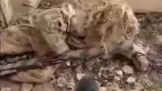 Snajperzy-Panowie Życia i Śmierci