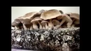 Shiitake Mushroom kit growing instructions