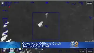 Suspected Car Thief Corralled By Cows