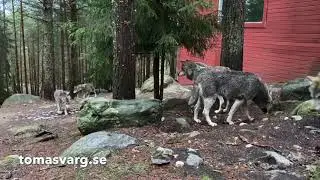 The wolves at the zoo in J&auml;rvs&ouml;, Sweden