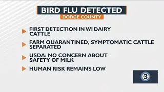 Bird flu detected in dairy cattle in Dodge Co.