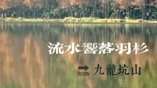 流水響落羽杉天堂秋色|九龍坑山人間勝景