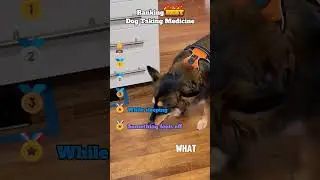 Dog Taking Medicine #shorts
