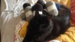 Spending all My Money on Yarn! (Haul)