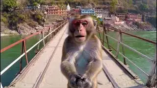 Monkey is Doing Vlog 😱🐒 | Daily Life Monkey Vlog | Funny Video