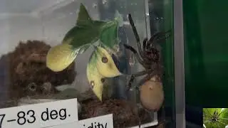 Rehousing My Colombian Dwarf Blue Tarantula (Pseudhapalopus sp Blue)