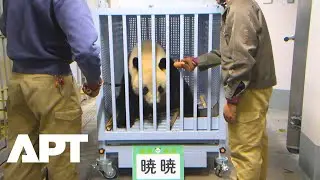 Japan Sends Last Pandas Back to China, Ending 50 Years of &lsquo;Panda Diplomacy&rsquo; | APT