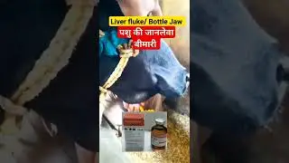 Liver fluke / Bottle Jaw #cow #veterinarypharmacist #animals #buffaloes #liverfacts #bottle Jaw