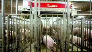 JH Agro A/S Automatic distribution of straw in pig stables