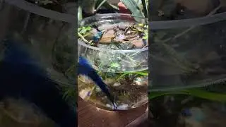 No water changes on this vase