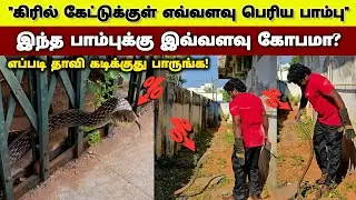 இந்த பாம்பு இப்படித் தாவி கடிக்கிறத பாத்திருக்கீங்களா? வீட்டுக்கு வந்த பாம்பை மடக்கி பிடித்த நாய்கள்