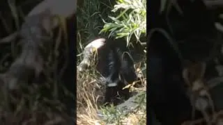 3 WILD SKUNKS AND A CHOCOLATE LABRADOR MALE DOG