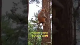 #SHORT | TINGKAH KOCAK SI MONYET(MONYET GALAU)