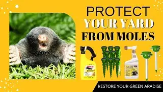Best Mole Control For Lawns - Don't Let Moles Ruin Your Outdoor Oasis