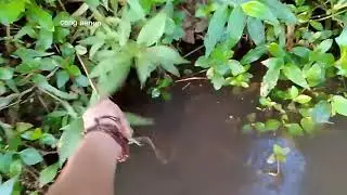 ambil tajur baung dan ternyata dapat babon