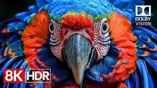 Crystal Detail &mdash; 8K HDR 60fps Dolby Vision Masterpiece (4K / 8K TV)